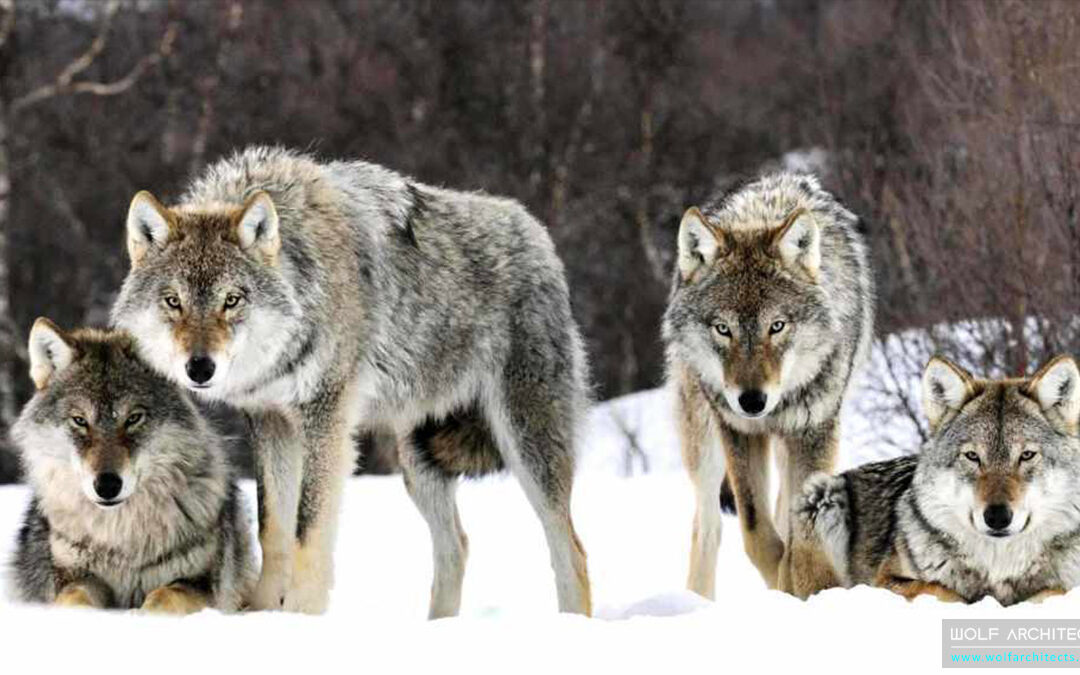 Running with the wolves