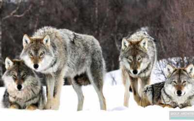 Running with the wolves
