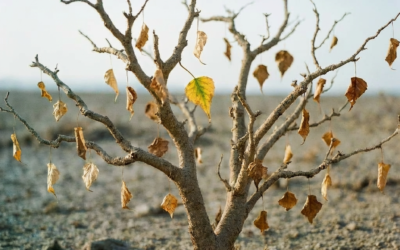 Jesse’s Life Tree Podcast: The Story Behind WOLF Architects Gold Coast